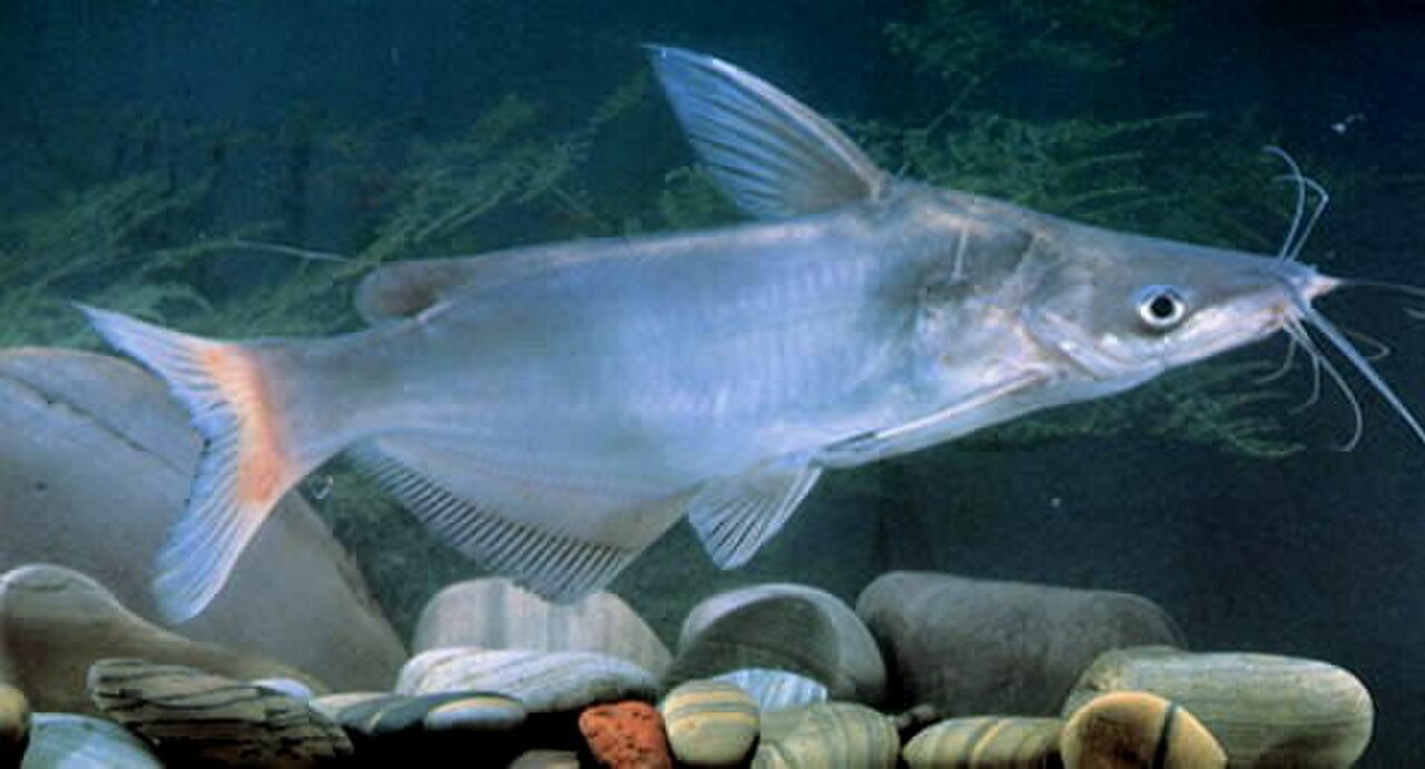 A photo of a Armorhead Catfish