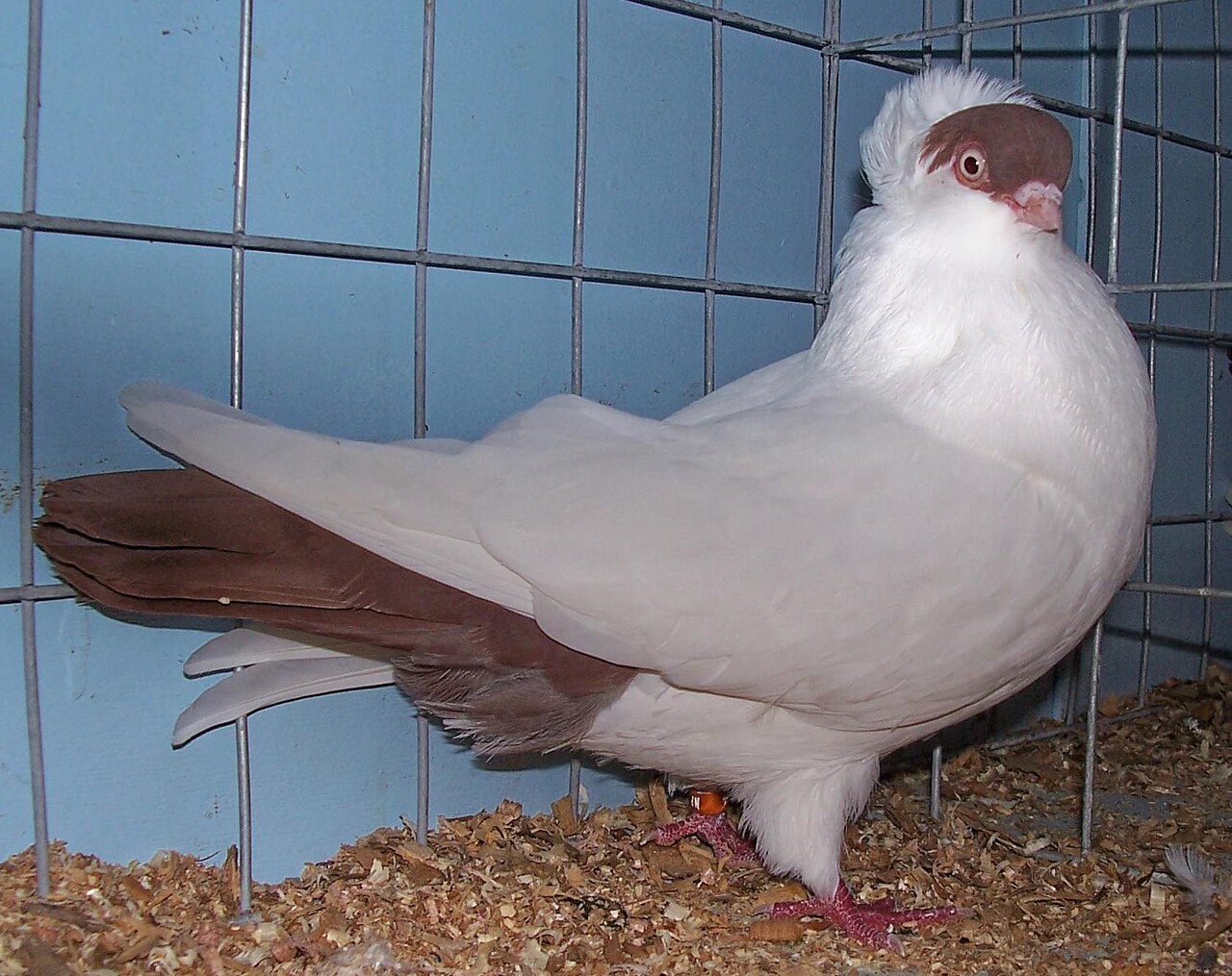 Helmet pigeon