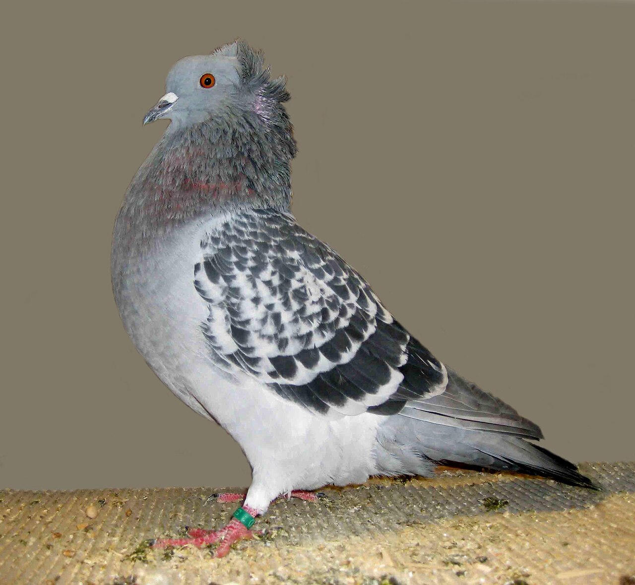 Crested Soultz pigeon