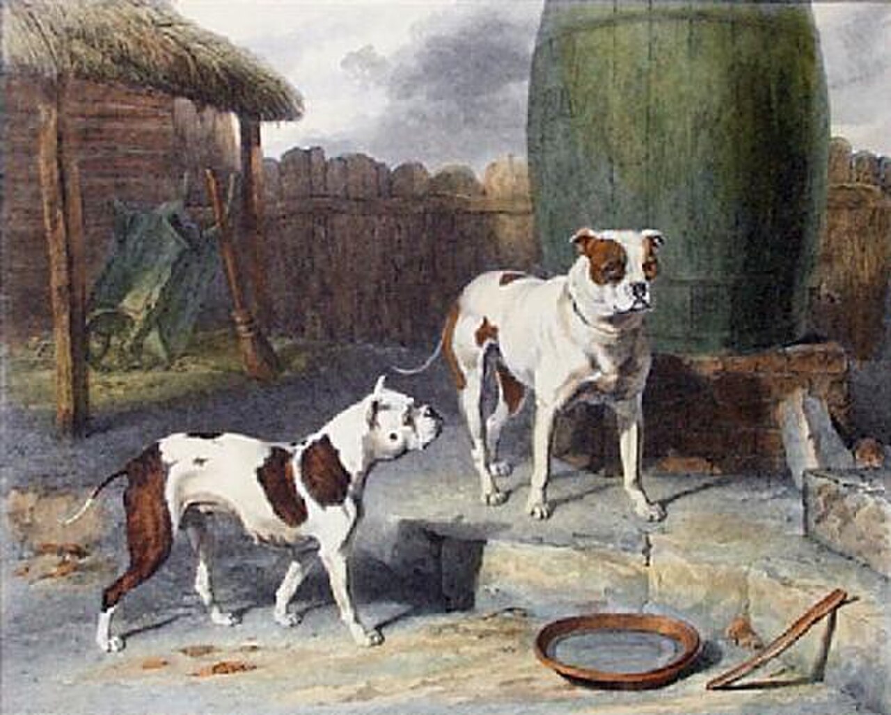 Old English Bulldog dog