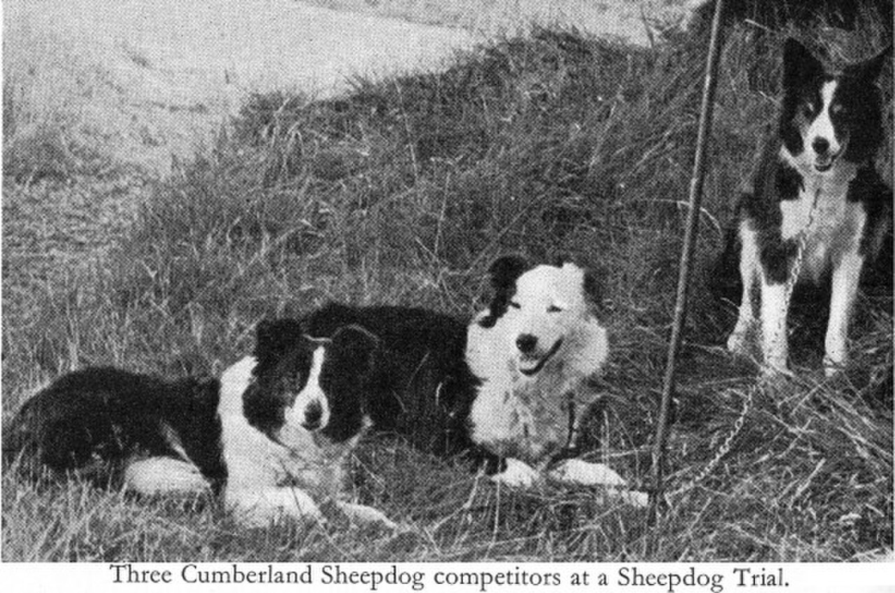 Cumberland Sheepdog dog