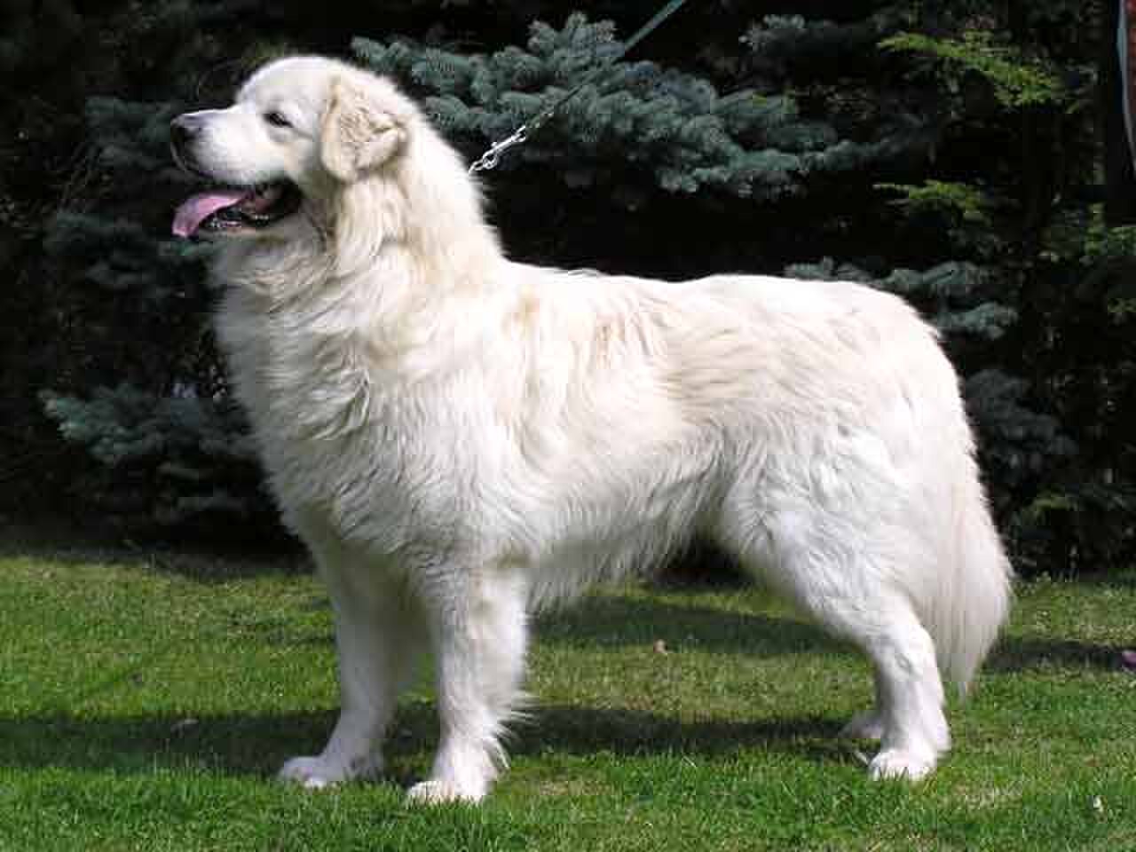 Slovak Cuvac dog