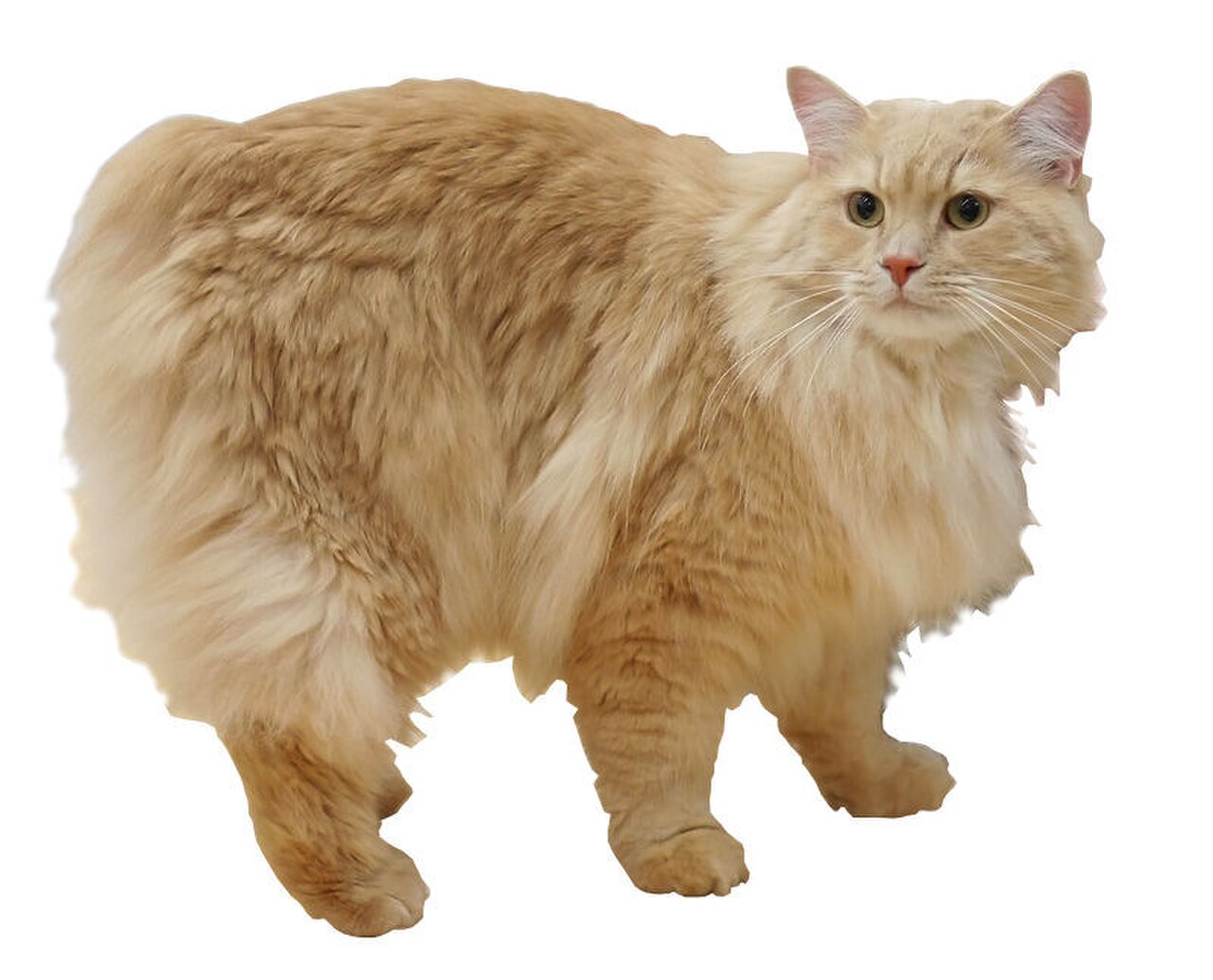 Cymric cat cat