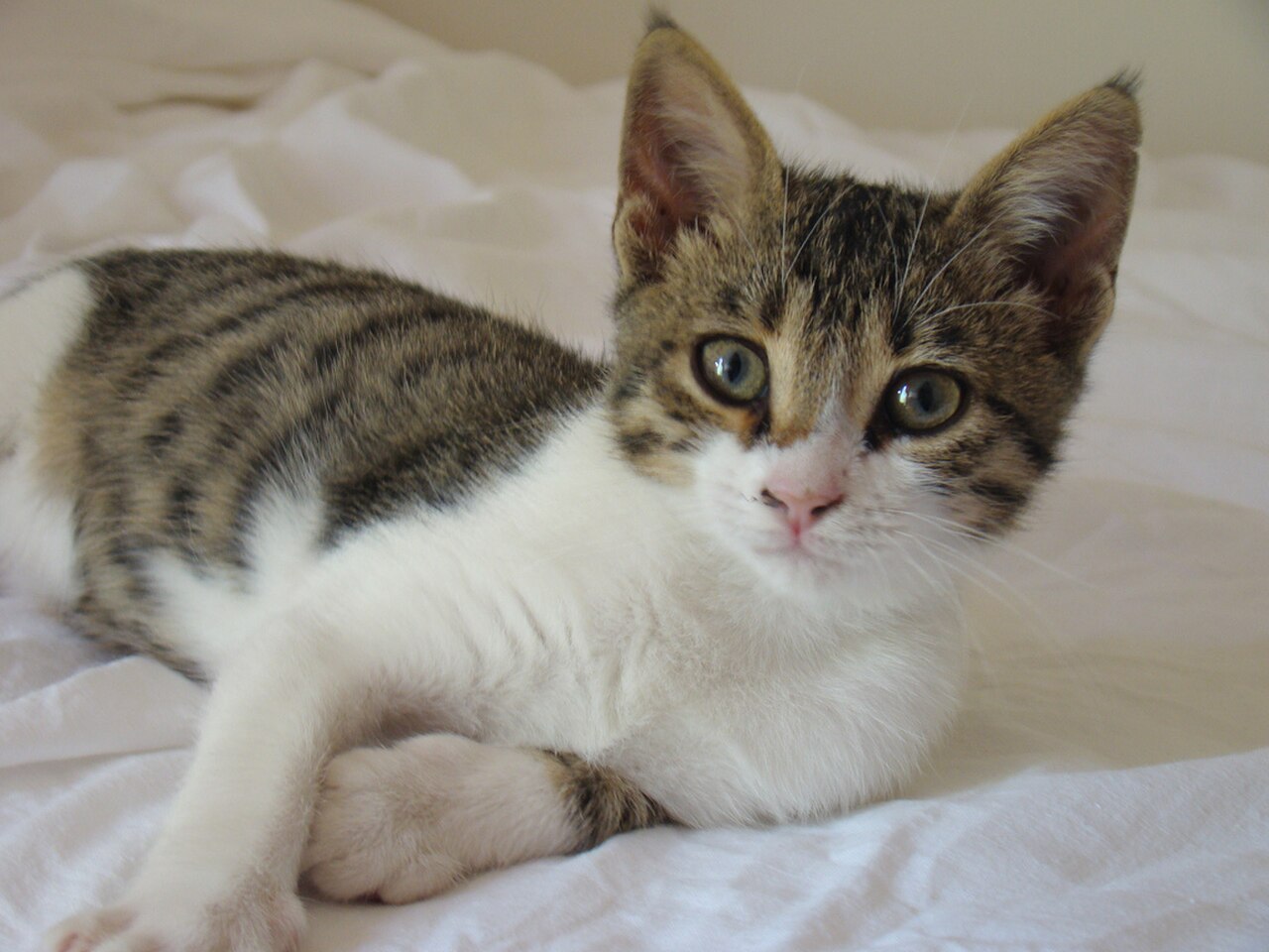 Cyprus cat cat