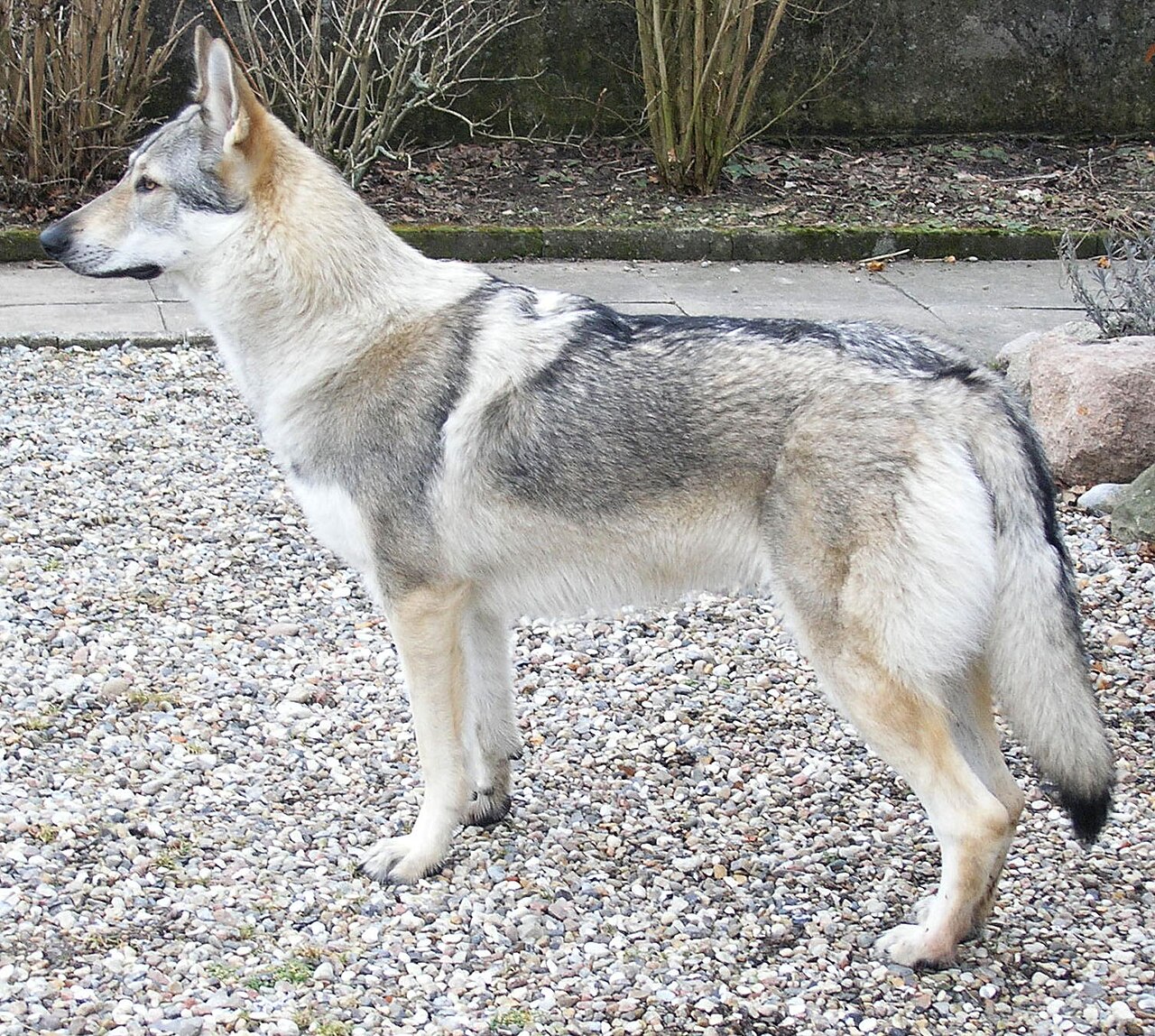 Czechoslovakian Wolfdog dog