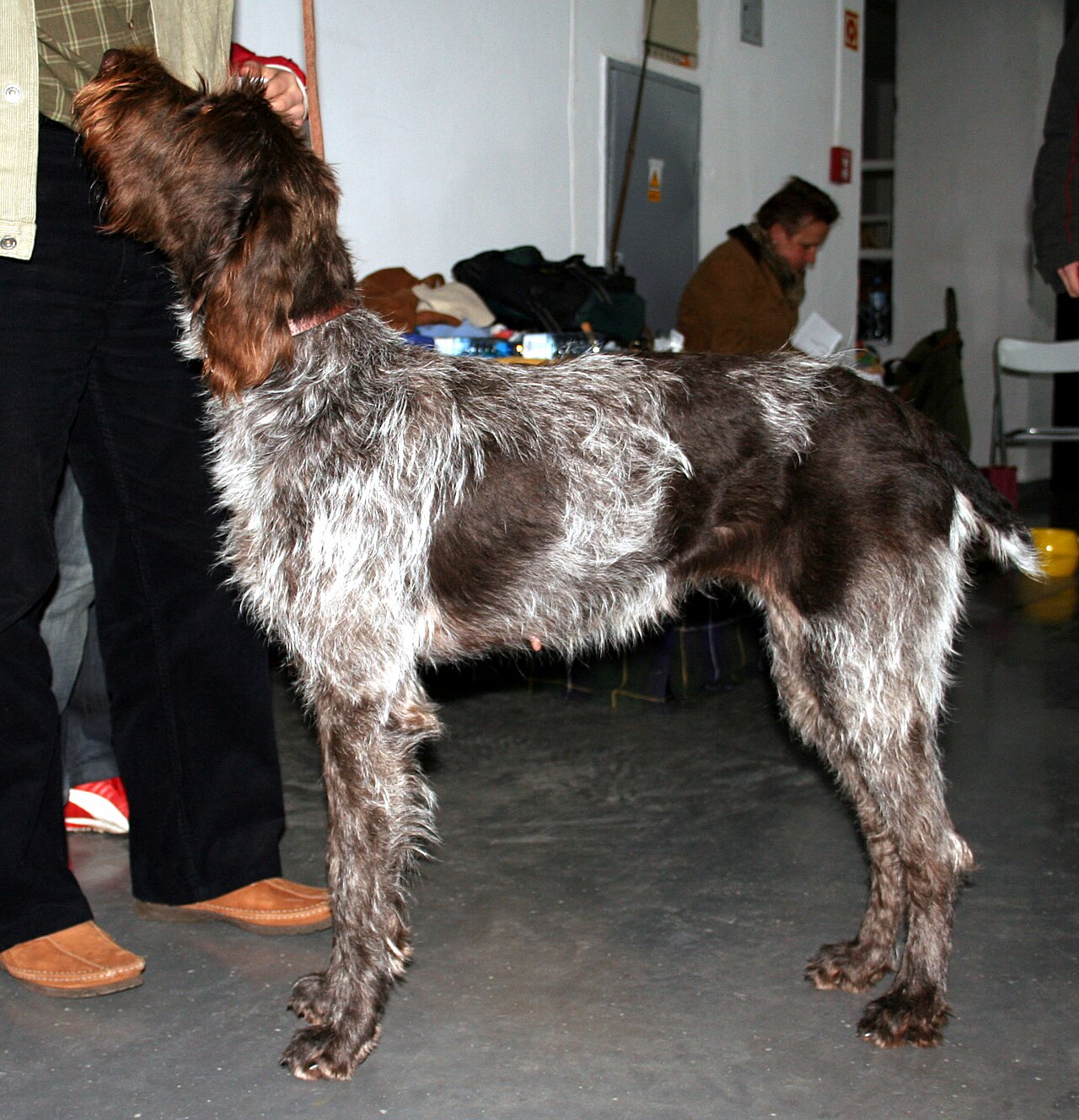Český Fousek dog