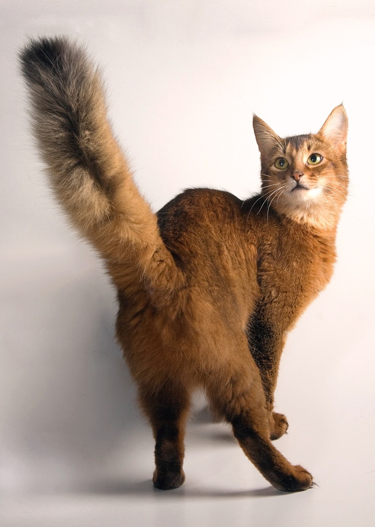 Somali cat cat