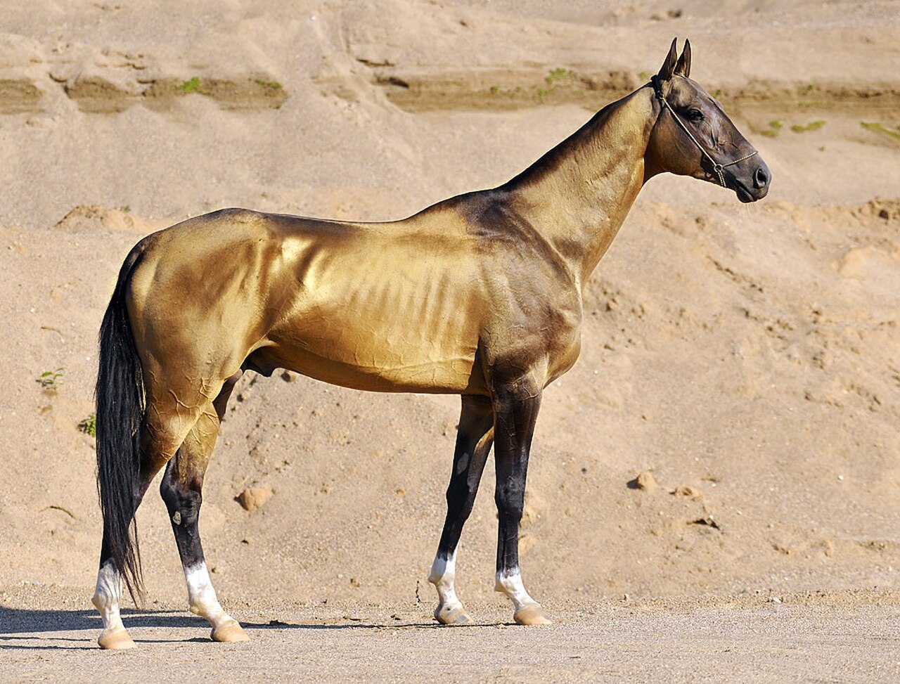 Horse Breeds, With Pictures