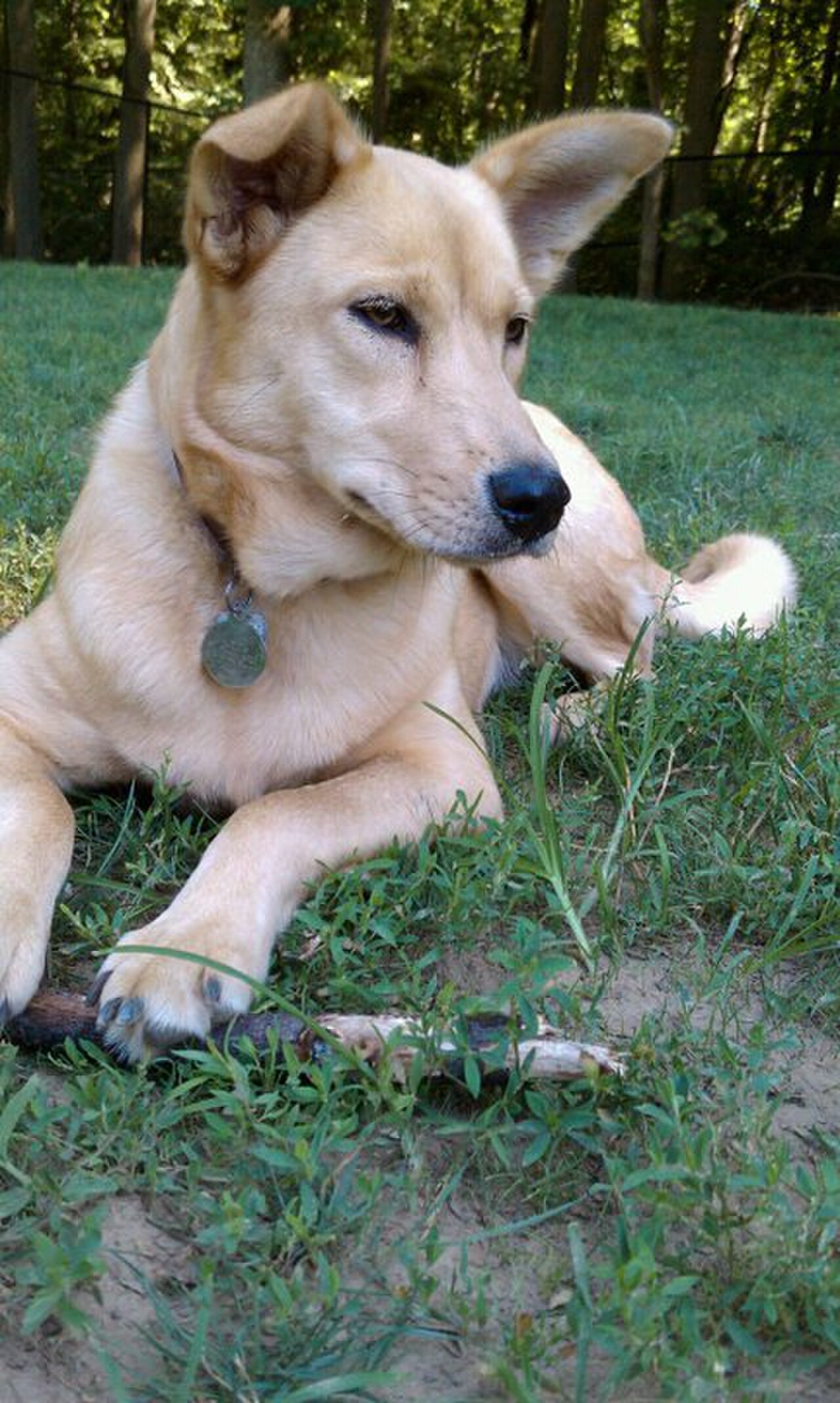 Carolina Dog dog