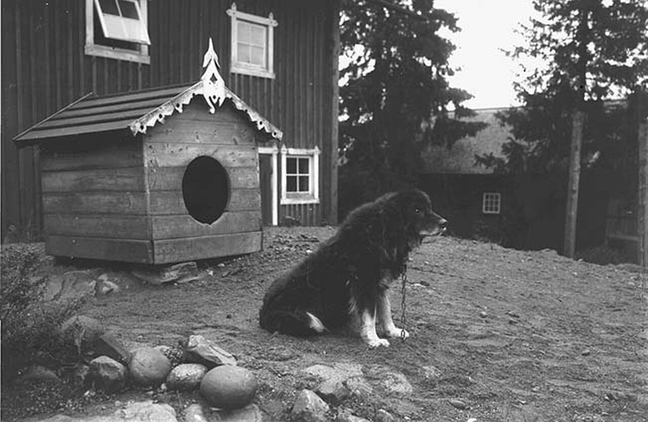 Dalbo dog dog