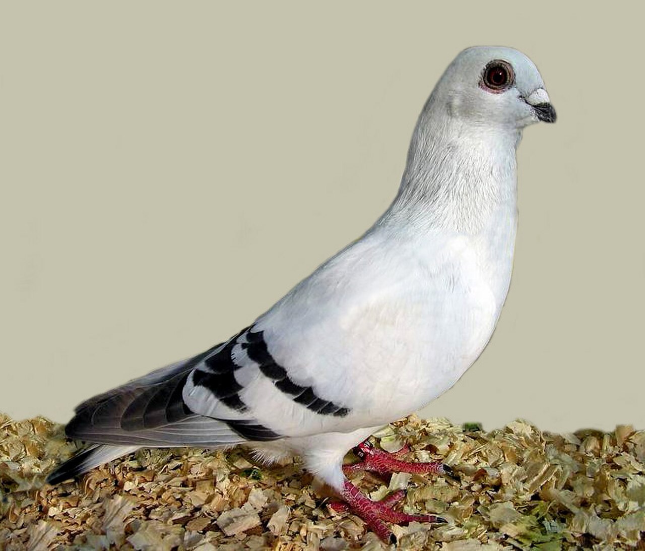 Damascene pigeon