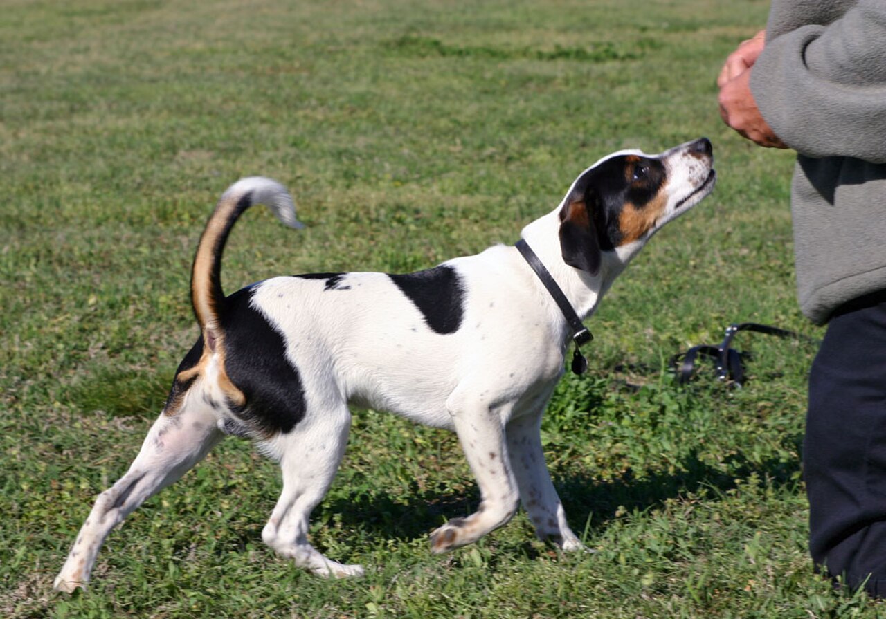 Danish–Swedish Farmdog dog