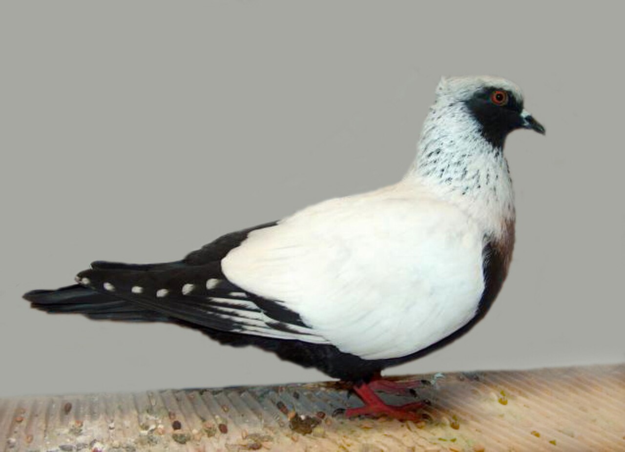 Danish Suabian pigeon