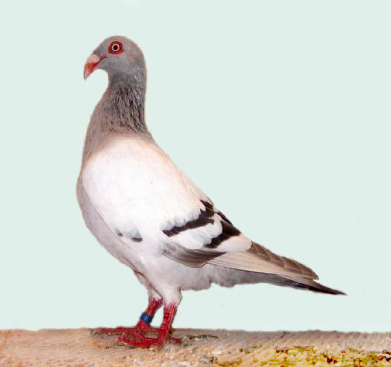 Danish Tumbler pigeon