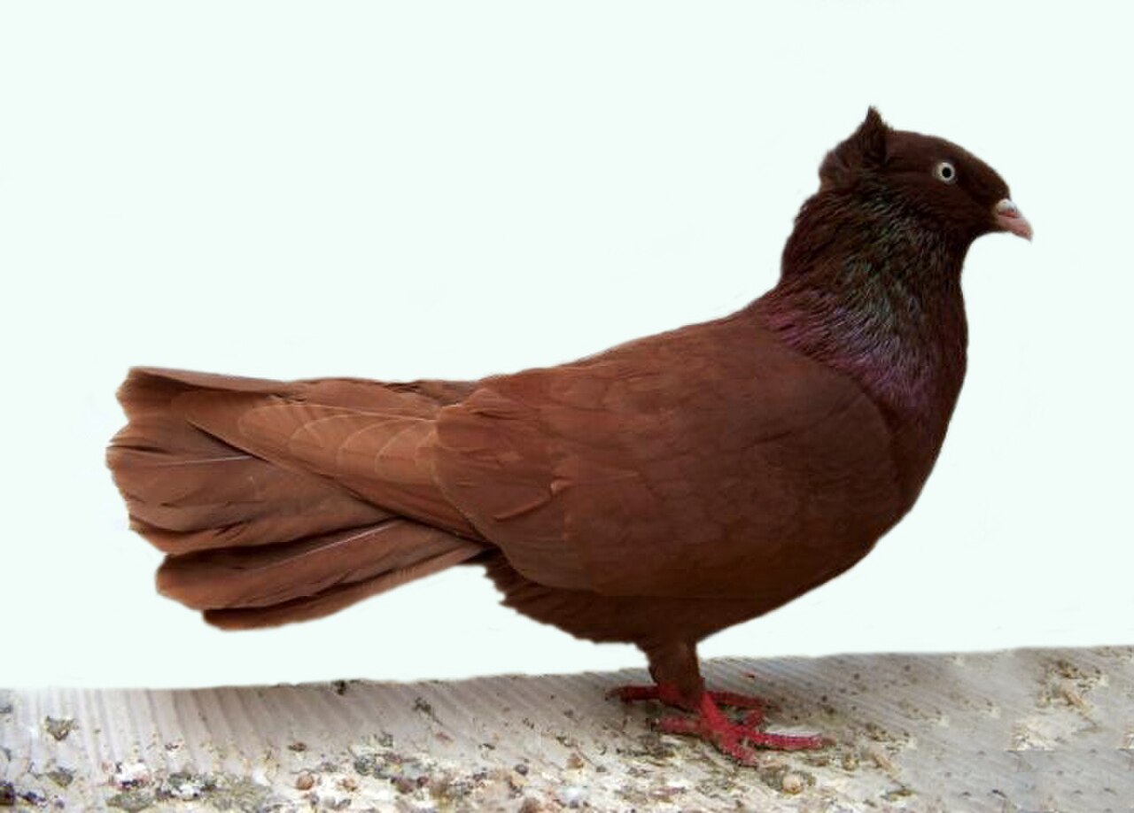 Danzig Highflyer pigeon