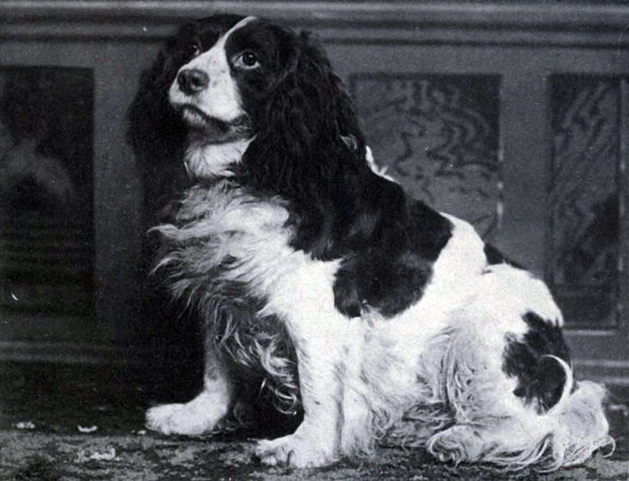 Norfolk Spaniel dog