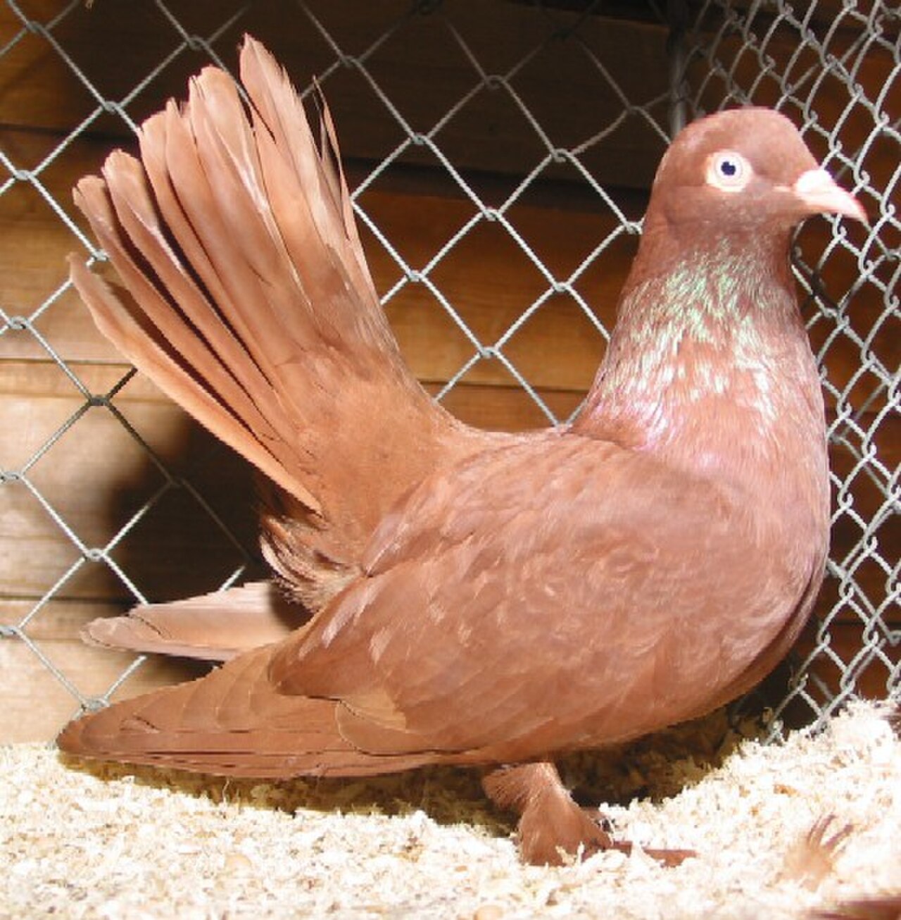 Debrecin Roller pigeon