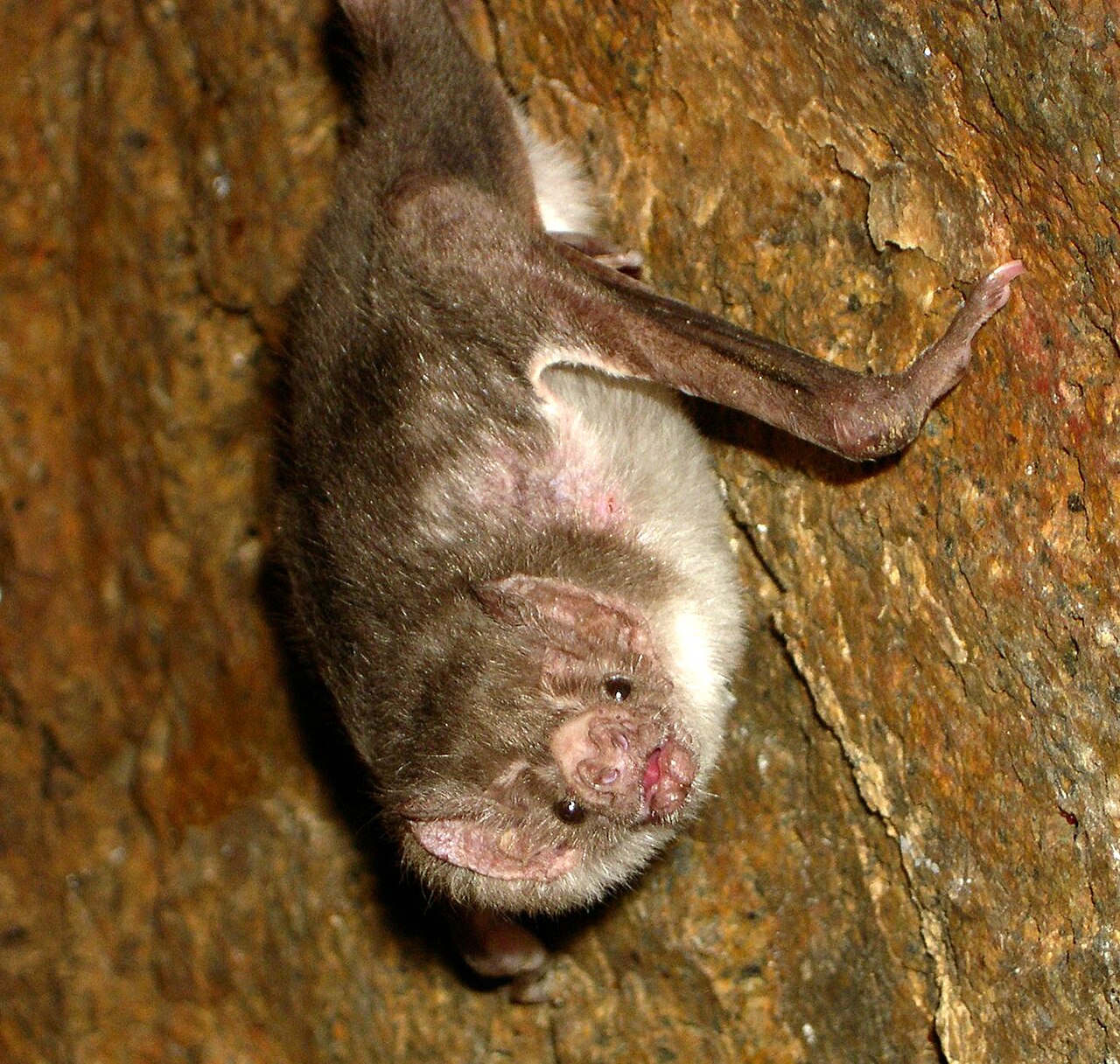 Vampire bat