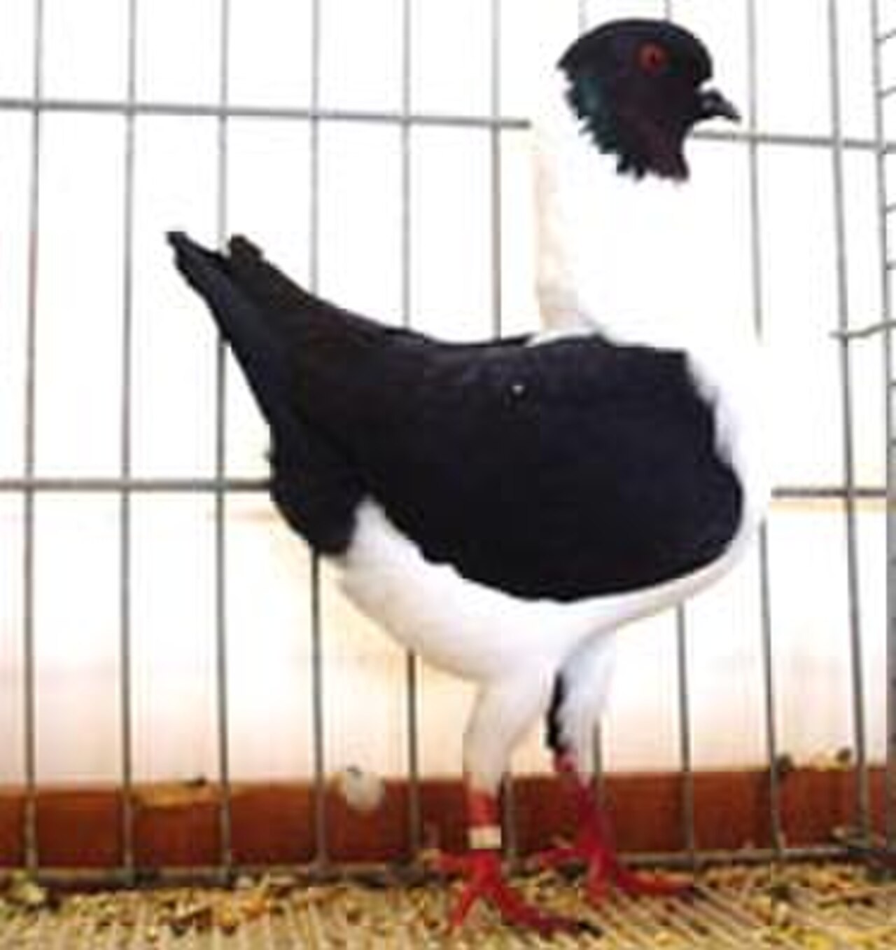 German Modena pigeon