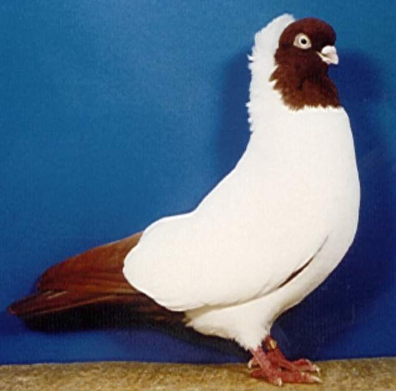 German Nun pigeon