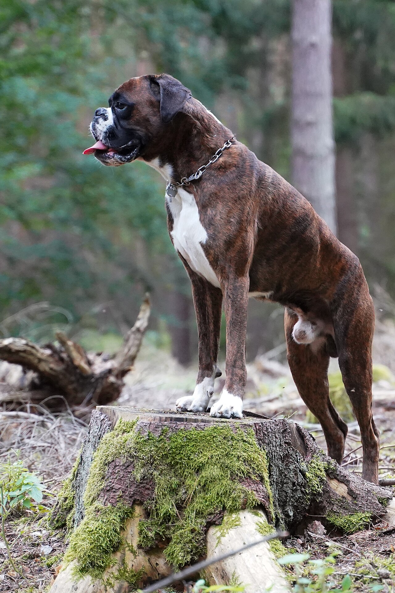 Fawn Boxer dog standing outdoors