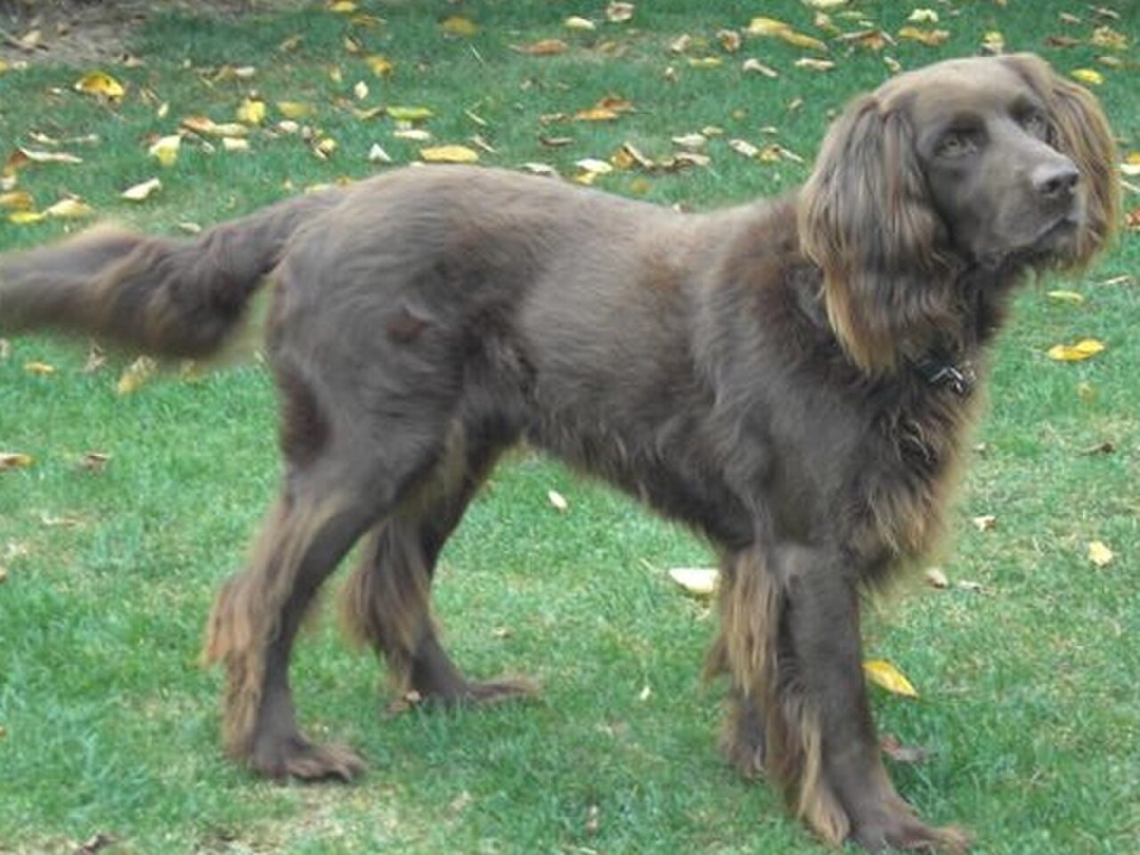 German Longhaired Pointer dog