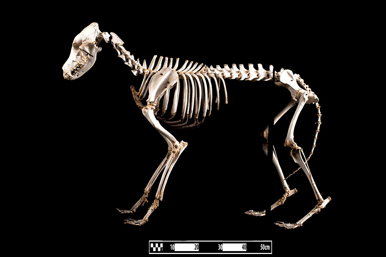 Black-and-rust Doberman Pinscher standing in profile