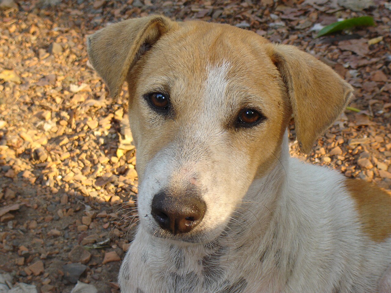 Indian pariah dog dog