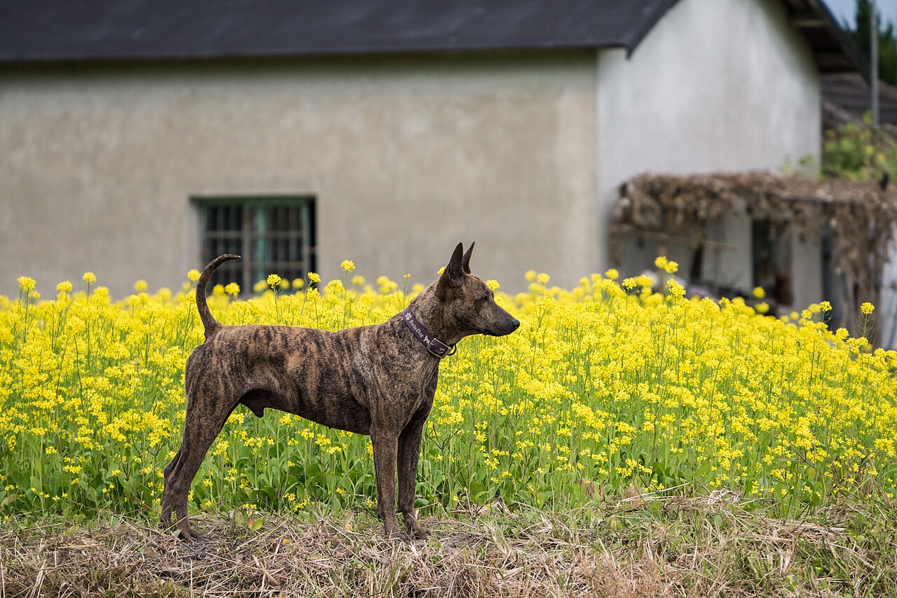 Taiwan Dog dog