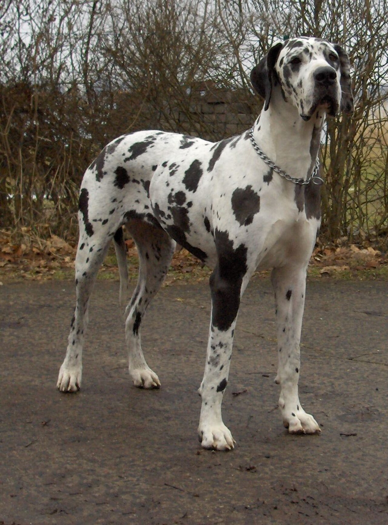 Giant dog breed dog