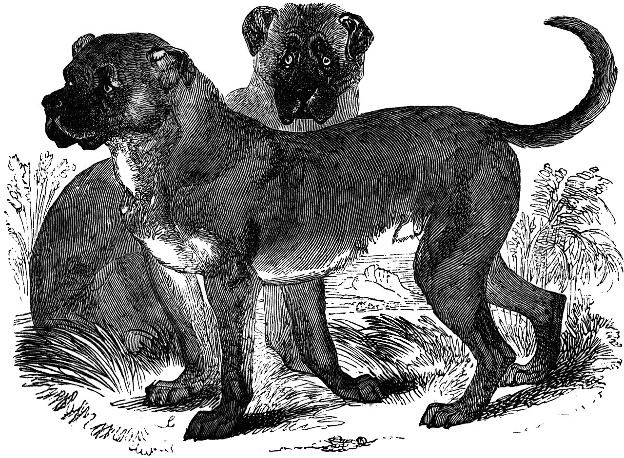 Dogo Cubano dog