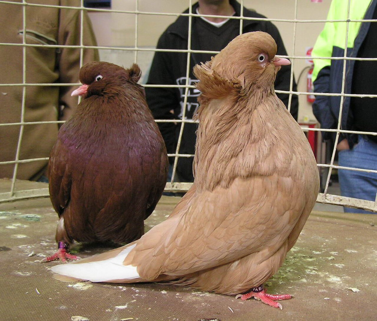American Domestic Show Flight pigeon