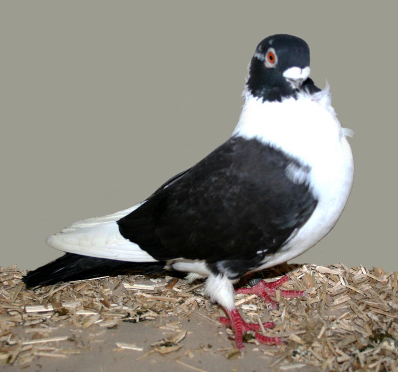 Domino Frill pigeon