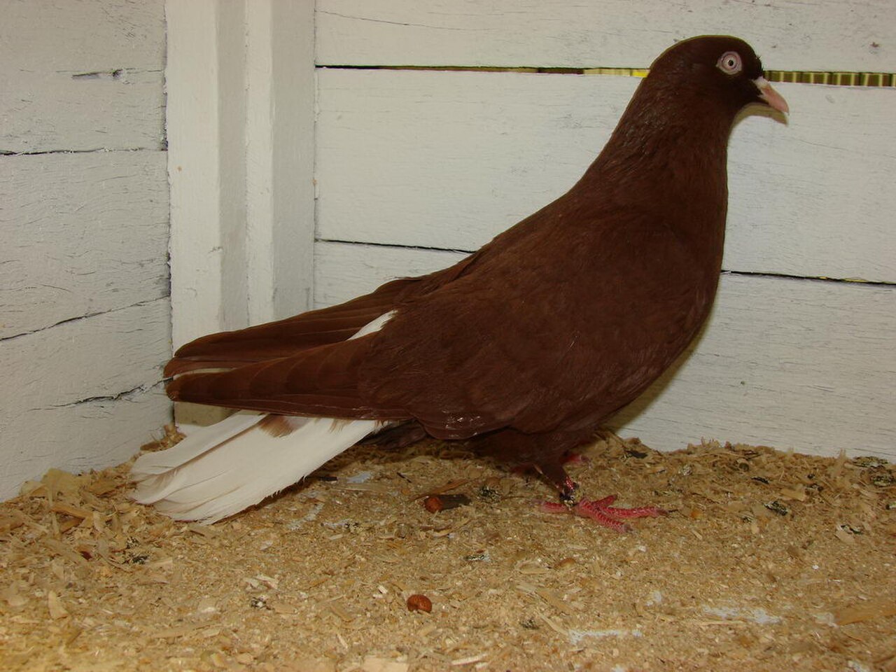 Donek pigeon