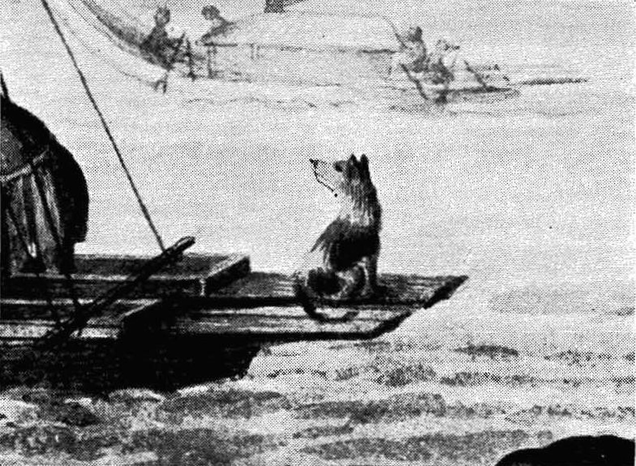 Tahitian Dog dog