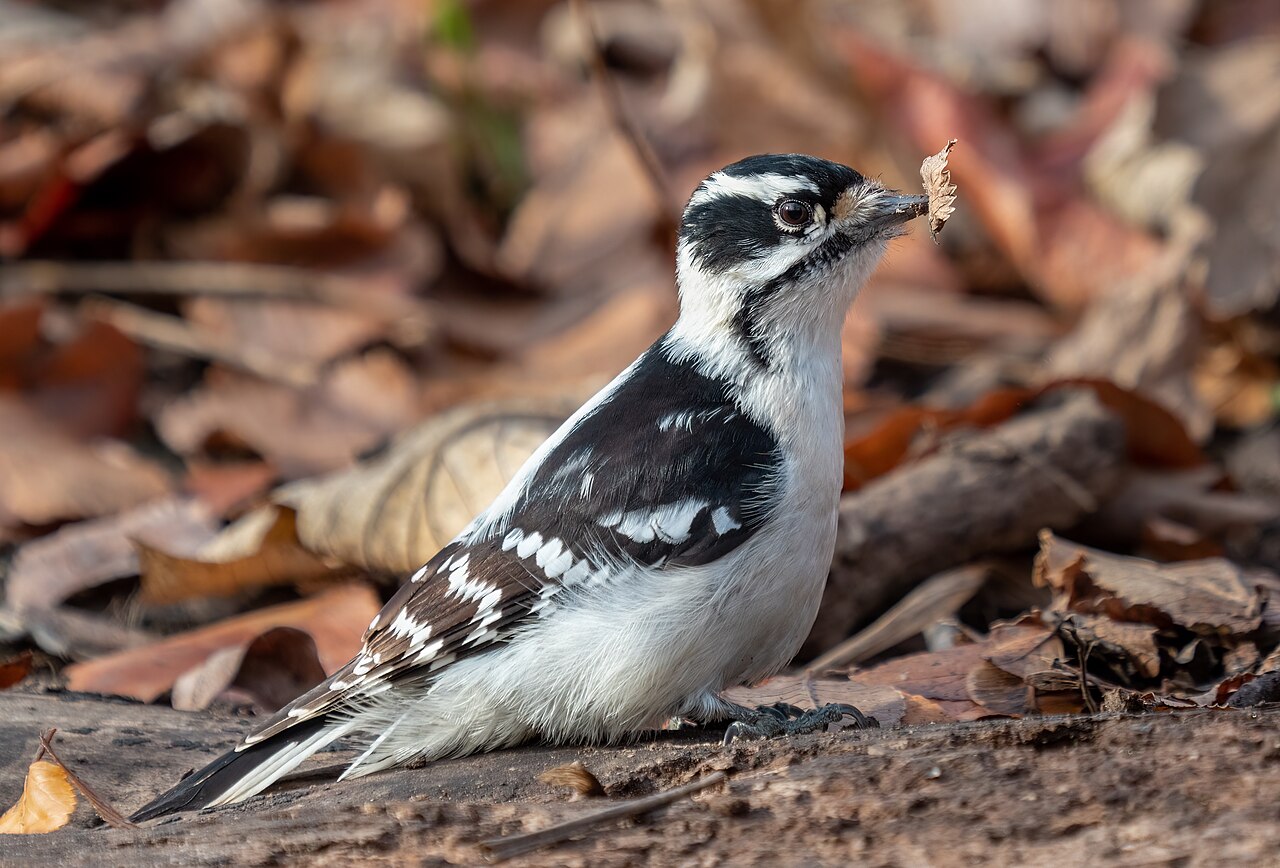 Black-and-white downy woodpecker clinging to a branch