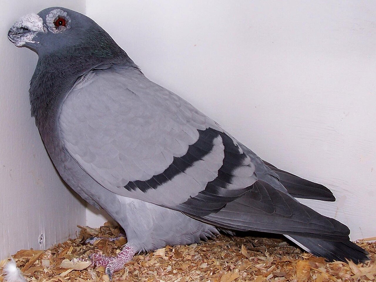 Dragoon pigeon