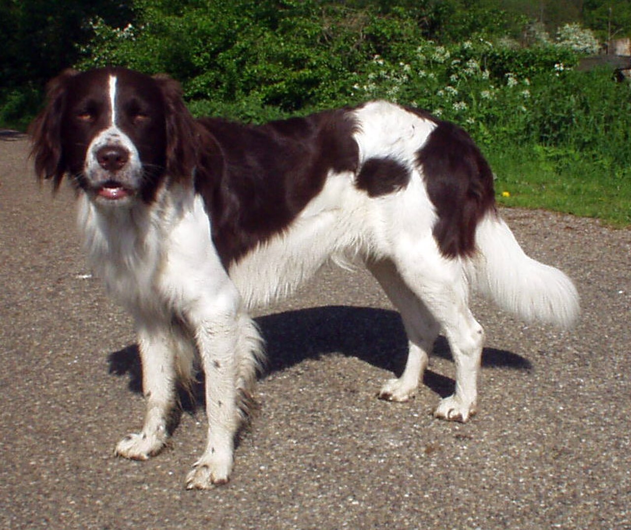 Drentse Patrijshond dog