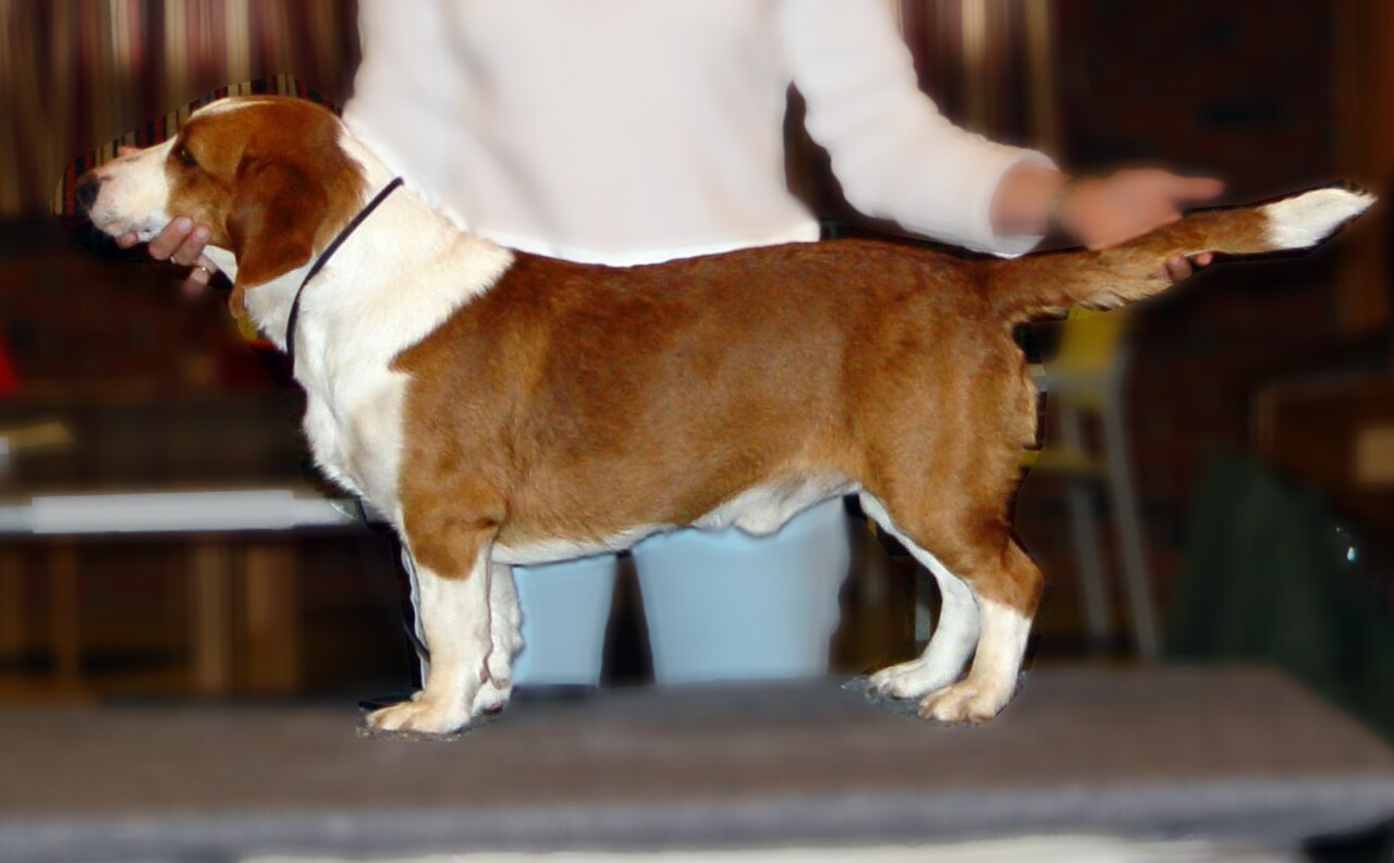 Drever dog
