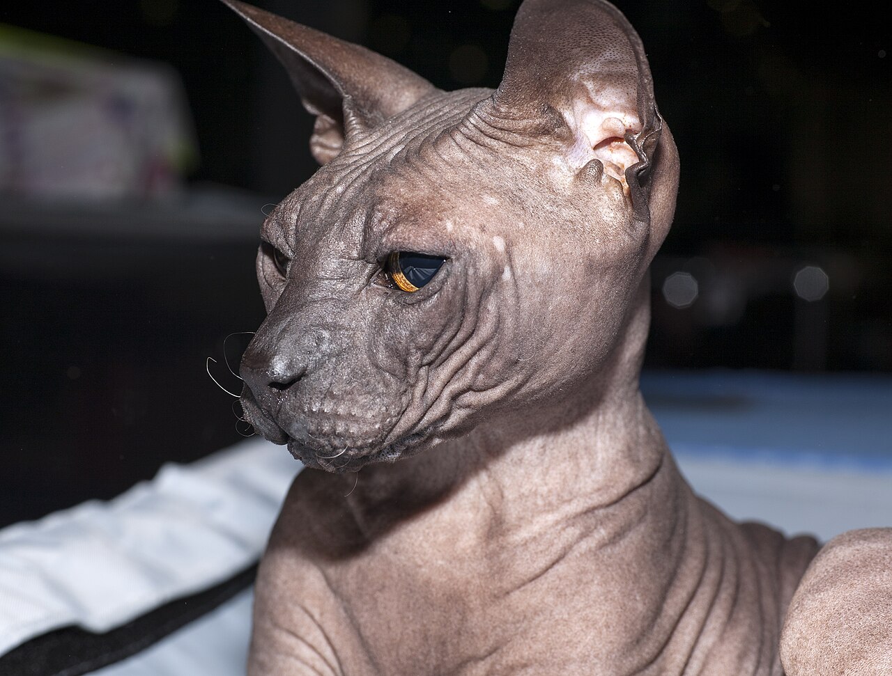 Donskoy cat cat