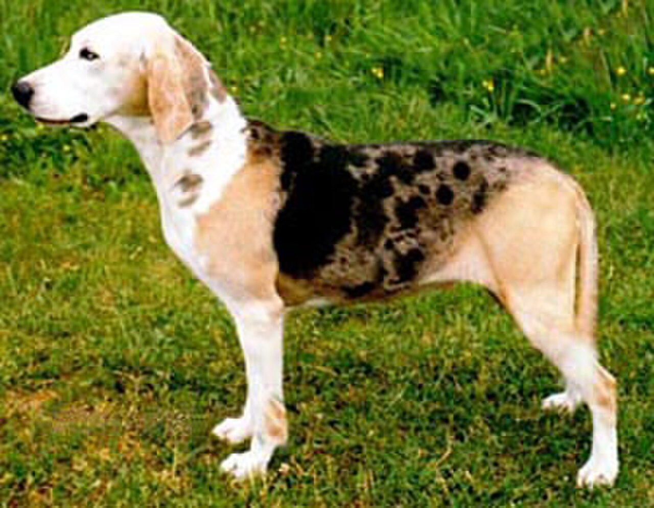 Dunker dog