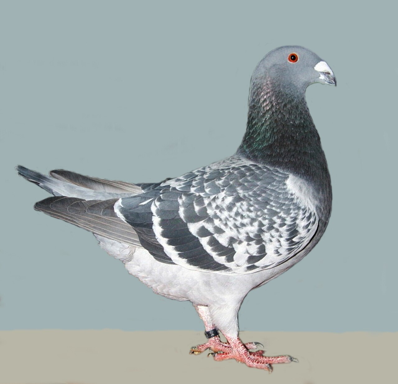Dutch Beauty Homer pigeon
