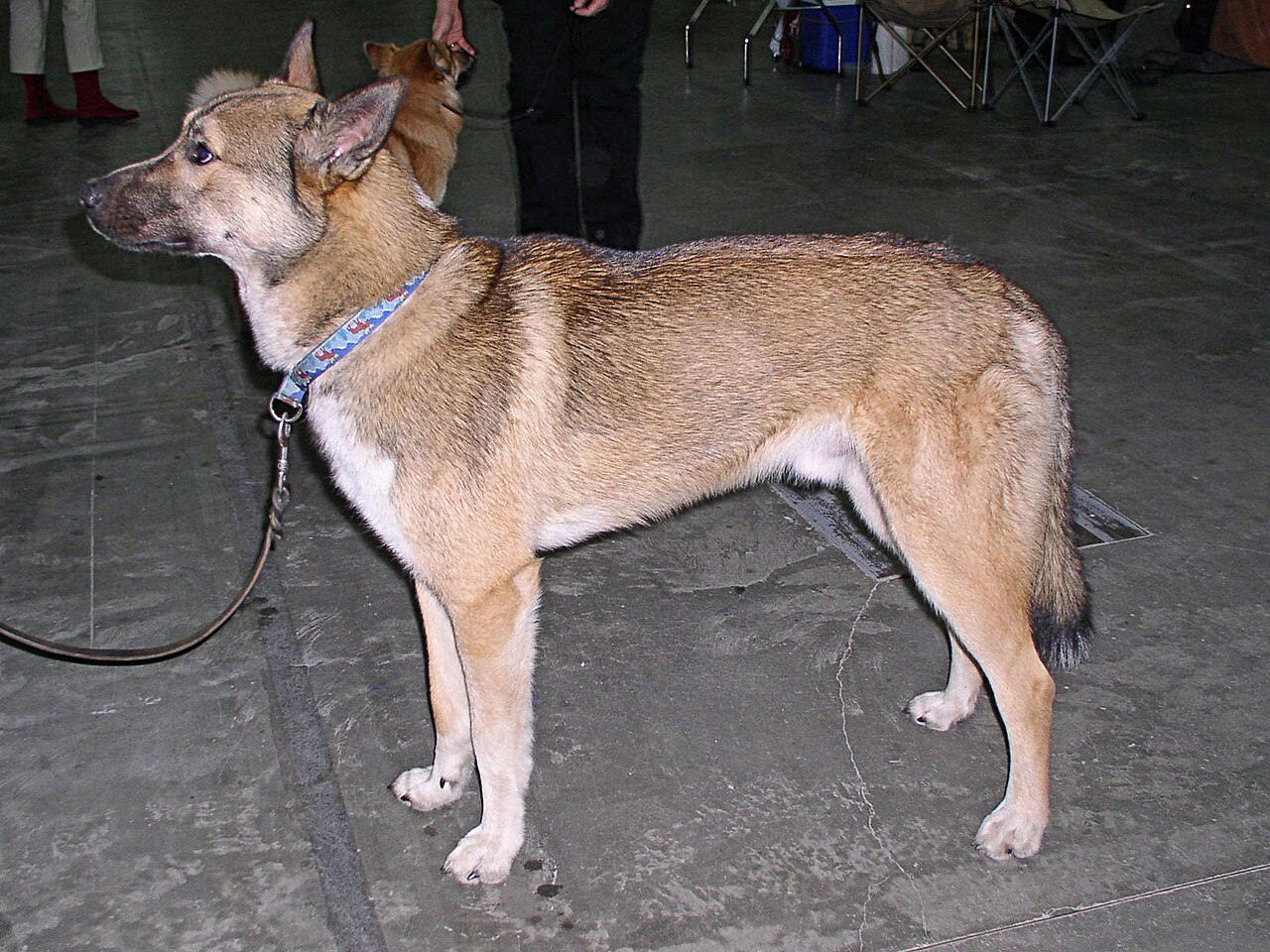 East Siberian Laika dog