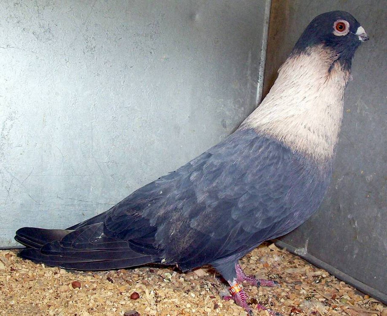 Egyptian Swift pigeon