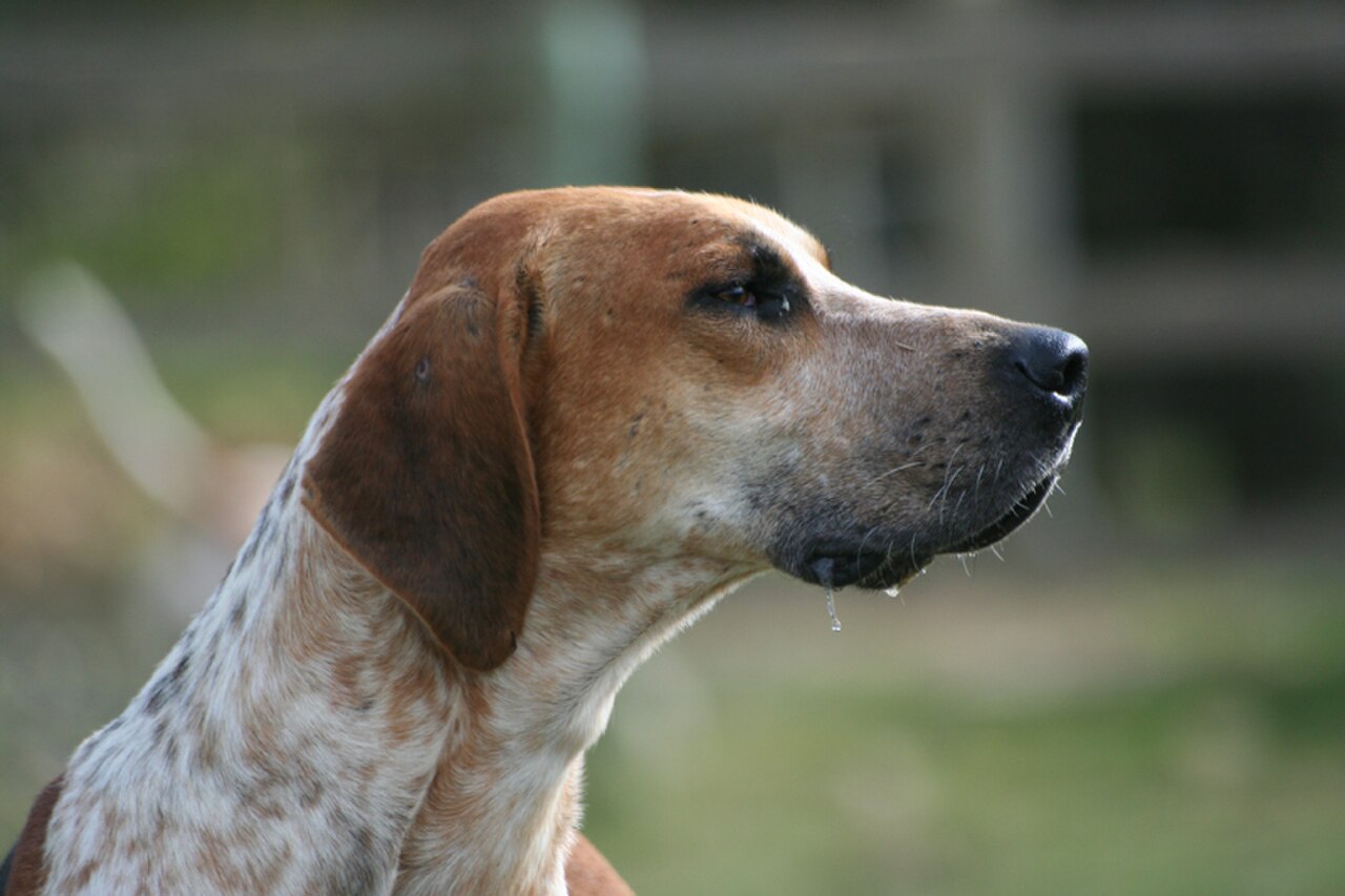 English Foxhound dog