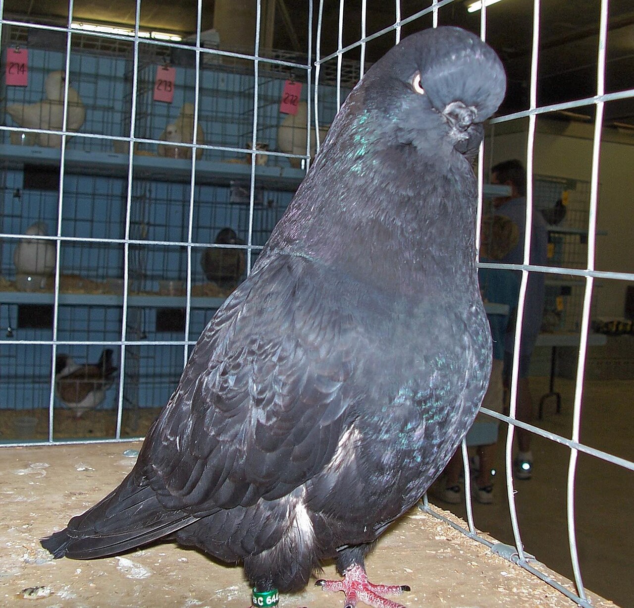 English Long-faced Tumbler pigeon