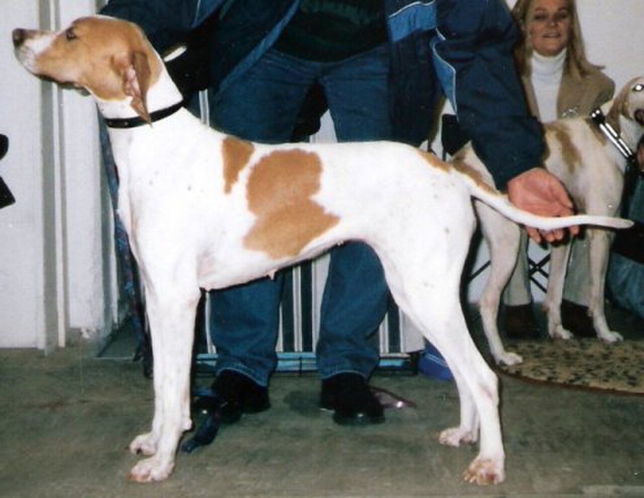 Pointer dog