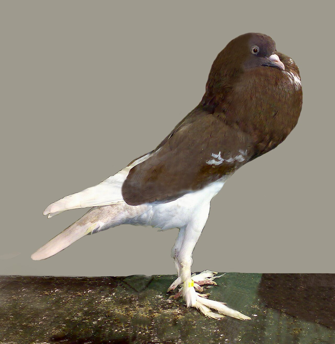 English Pouter pigeon