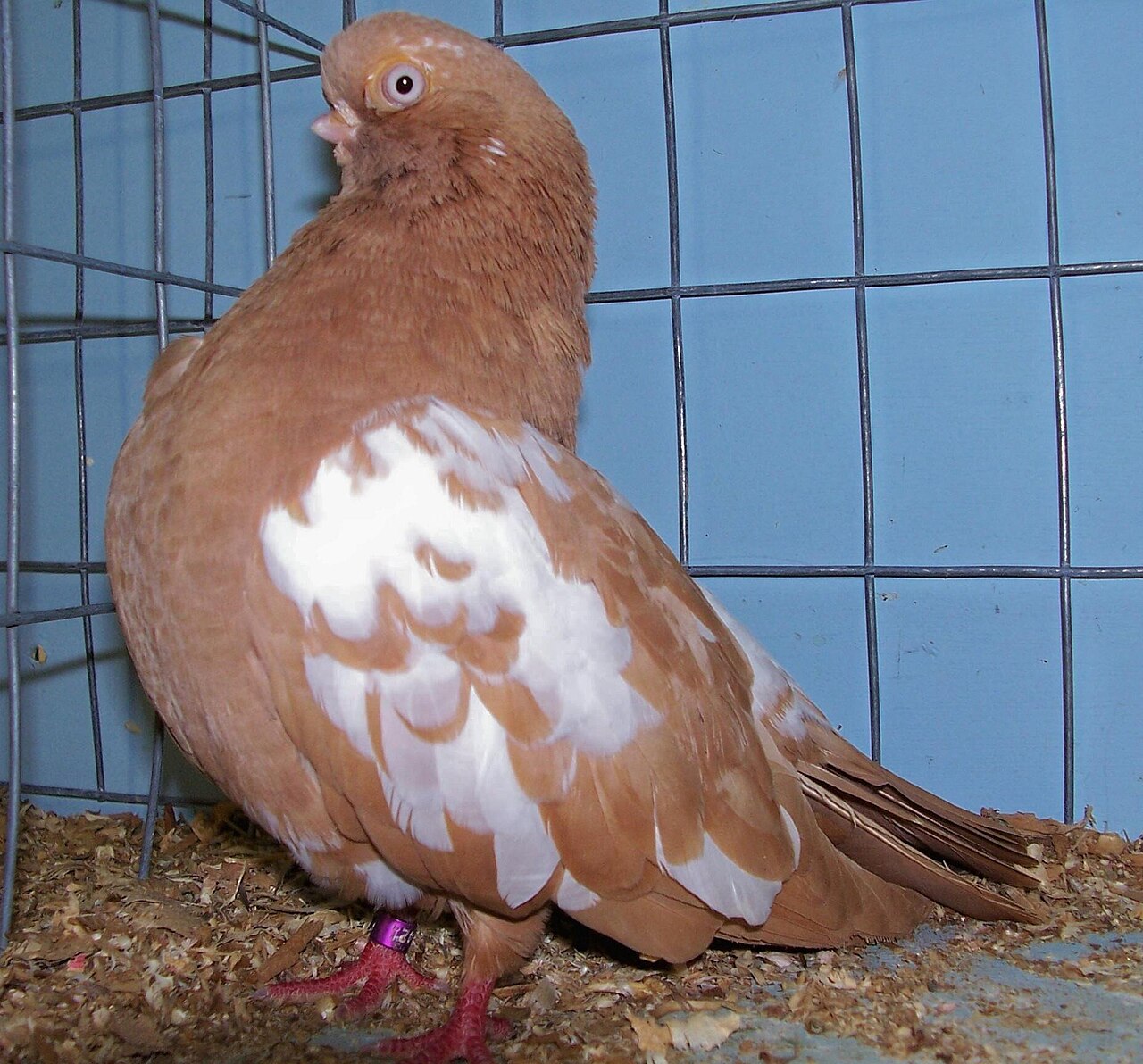 English Short-faced Tumbler pigeon