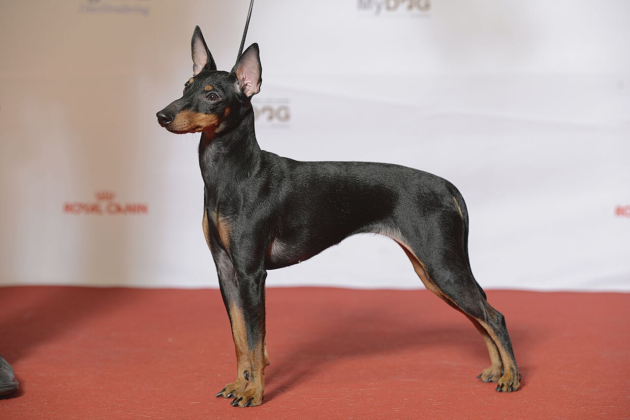 English Toy Terrier (Black & Tan) dog
